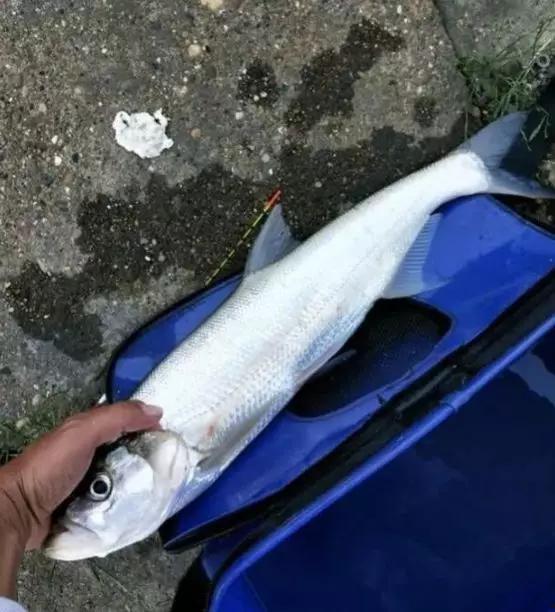 国产钓翘嘴视频,精彩瞬间与技巧分享