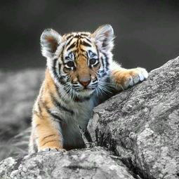 国产老虎简介视频播放,揭秘神秘国宝的雄姿与魅力