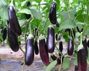 亚洲视频国产茄子,亚洲视频中的美味焦点